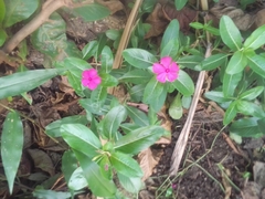 Catharanthus roseus image