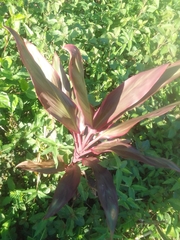 Cordyline fruticosa image