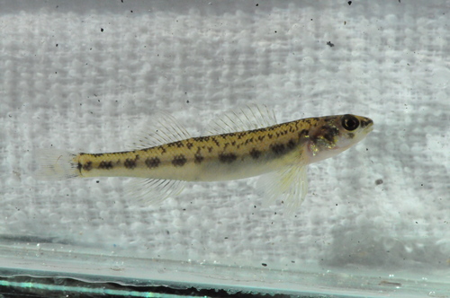 Channel Darter