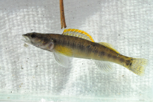 Slenderhead Darter
