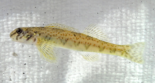 Greenside Darter