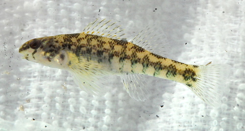 Banded Darter