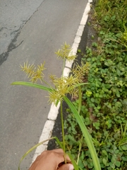 Cyperus odoratus image