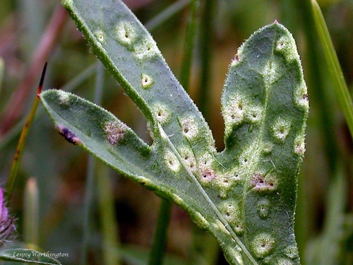 Aceria centaureae