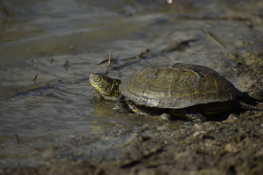 Sicilian Pond Turtle in November 2022 by Ταξιάρχης Δανέλης · iNaturalist