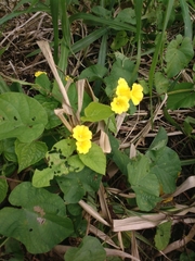 Camonea umbellata image