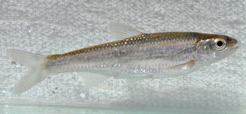 Cardinal Shiner