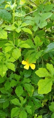Momordica charantia image