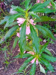 Impatiens balsamina image