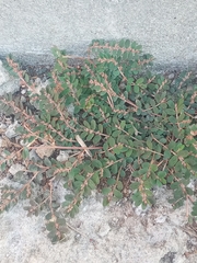 Euphorbia thymifolia image