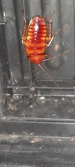 Periplaneta australasiae image