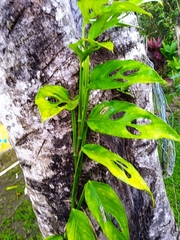 Monstera adansonii image