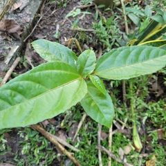 Passiflora edulis image