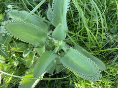 Kalanchoe laetivirens image