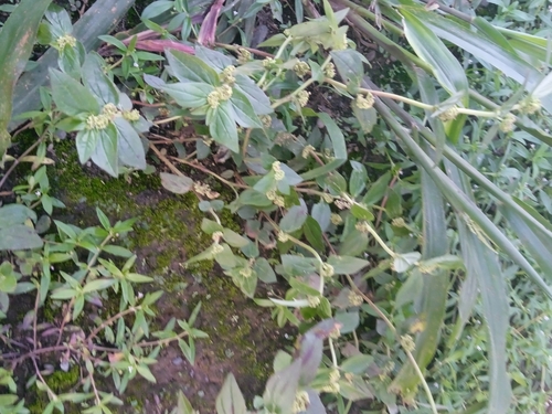 Euphorbia image