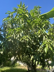 Mangifera indica image