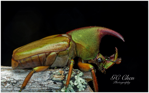 Theodosia telifer
