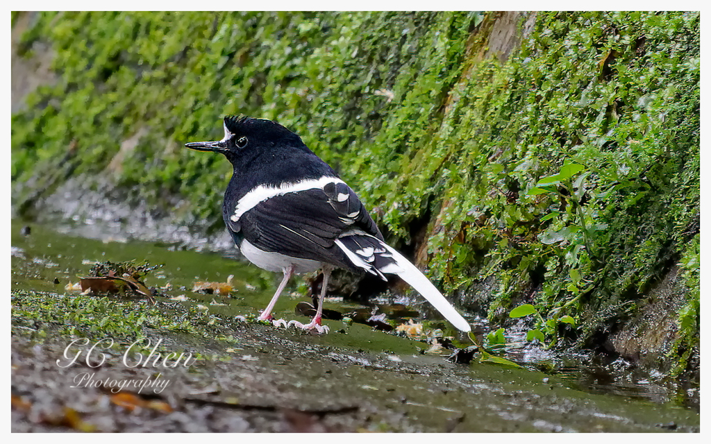 Bornean Forktail photo