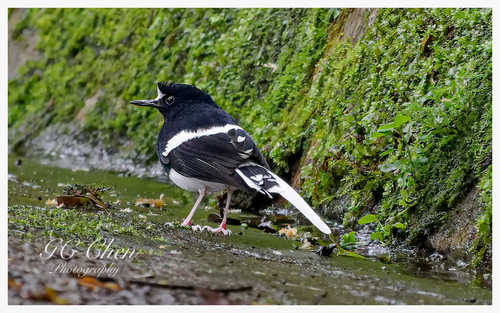 Bornean Forktail