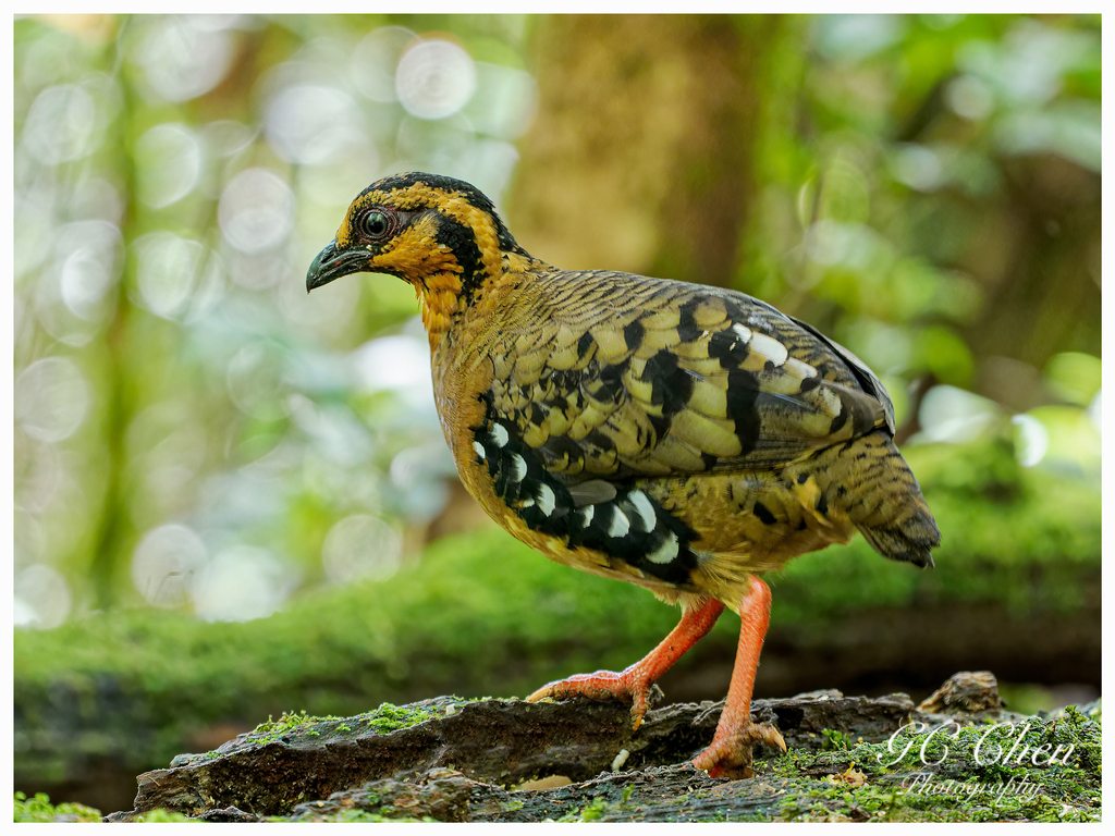 Red-breasted Partridge photo