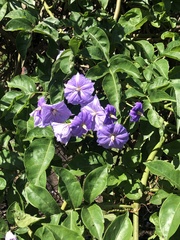 Solanum wendlandii image