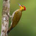 Yellow-throated Woodpecker - Photo (c) Paulo Mascaretti, all rights reserved, uploaded by Paulo Mascaretti