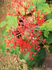 Jatropha podagrica image