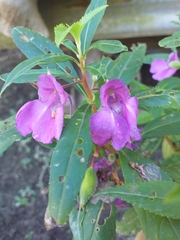 Impatiens balsamina image