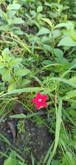 Ipomoea quamoclit image