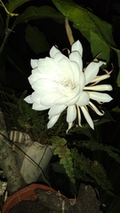 Epiphyllum oxypetalum image