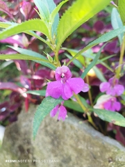 Impatiens balsamina image