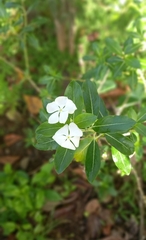 Catharanthus roseus image
