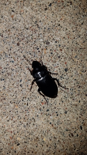 photo of Ground Beetles (Carabidae)