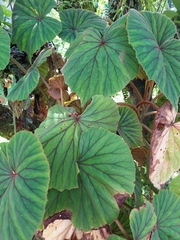 Begonia sericoneura image