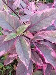 Alternanthera brasiliana image