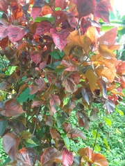 Acalypha wilkesiana image