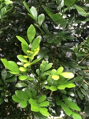 Murraya paniculata image