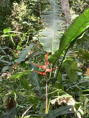 Heliconia latispatha image