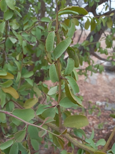 Hog plum