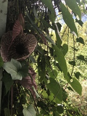 Aristolochia grandiflora image