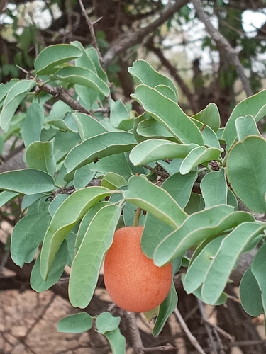blue sourplum