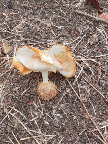 African baobab