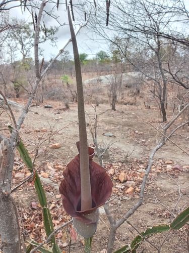 Amorphophallus maximus