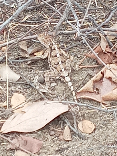 Tropical Spiny Agama