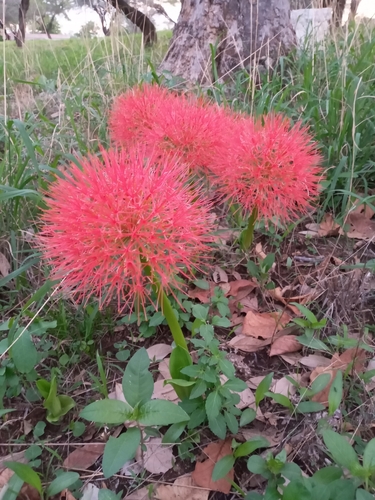 Bloodlily