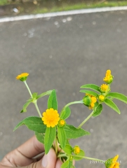 Melampodium divaricatum image