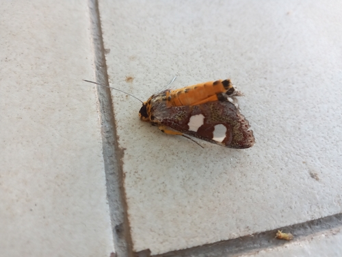 Coryndon's Tiger