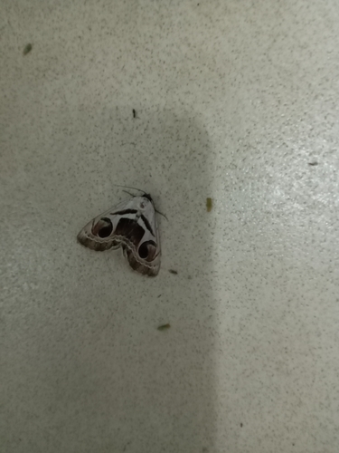 Faint Owl Moth