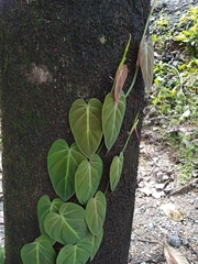 Philodendron hederaceum image