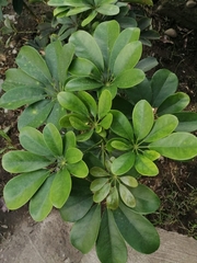 Schefflera arboricola image